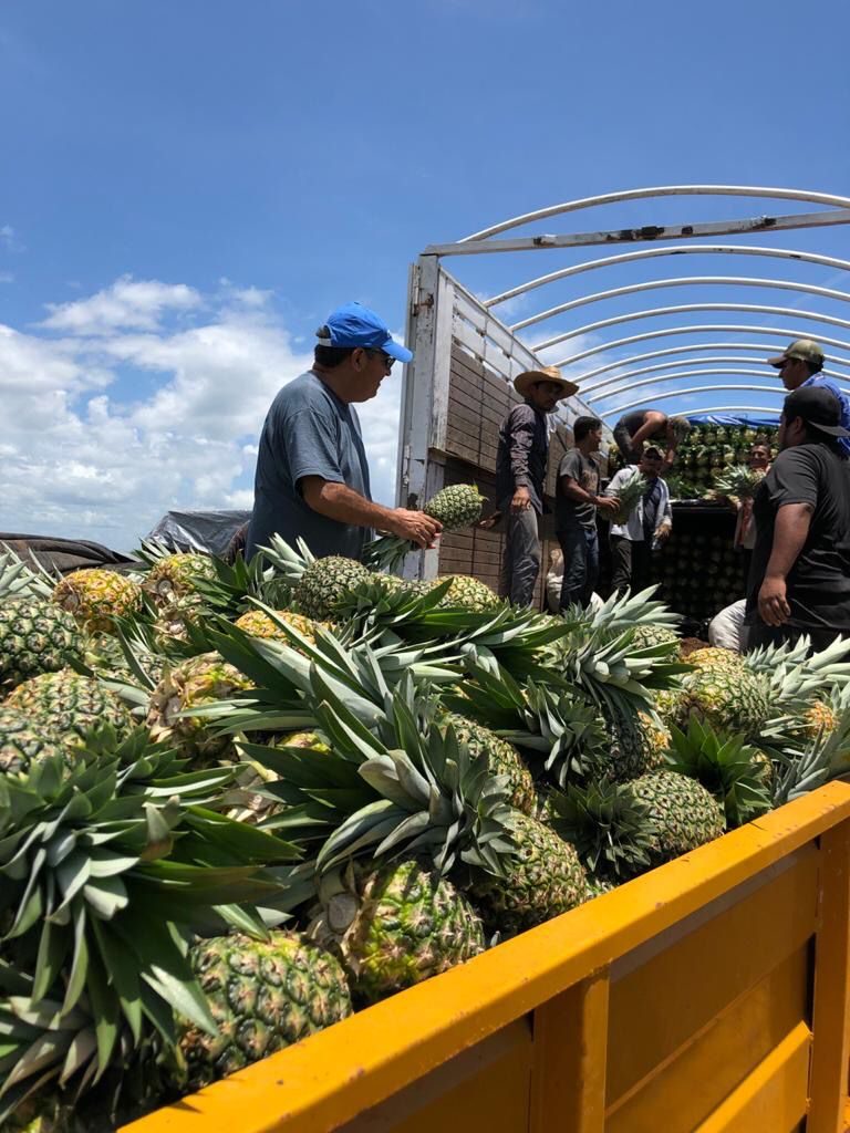 Cosecha de piña