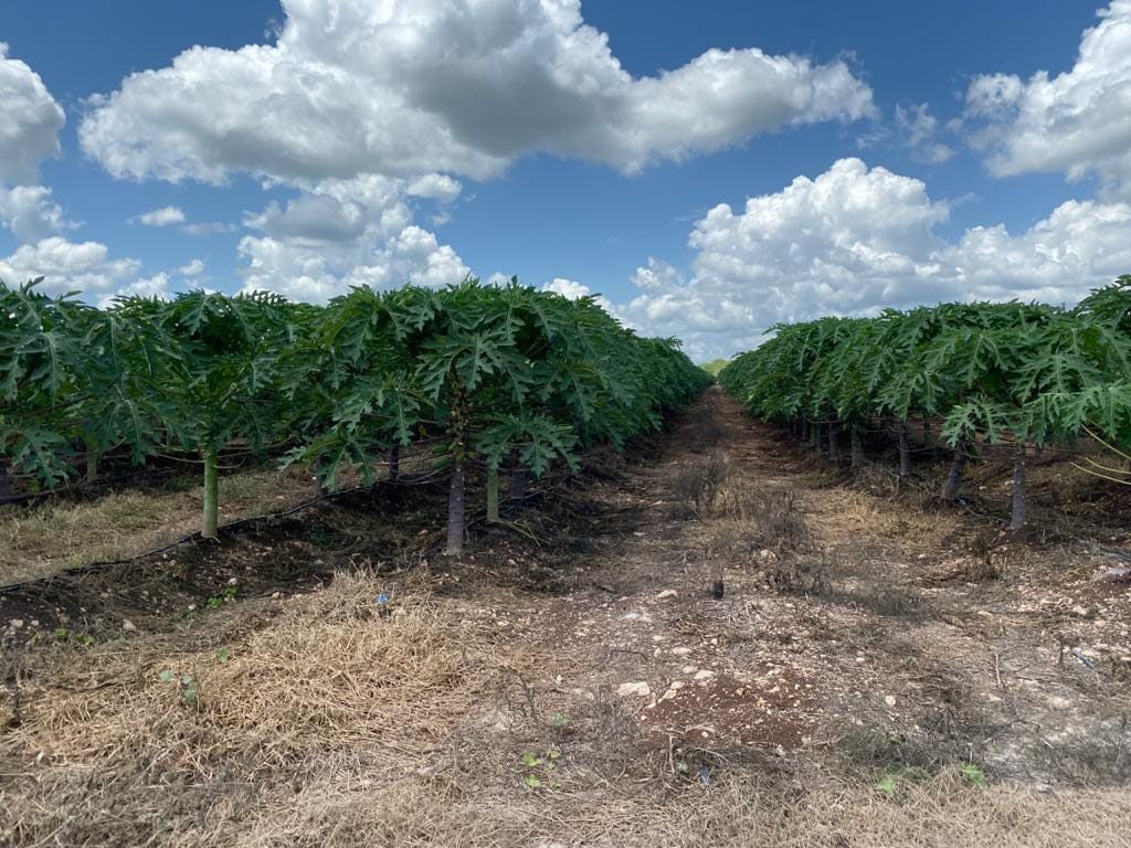 Cultivo de papaya