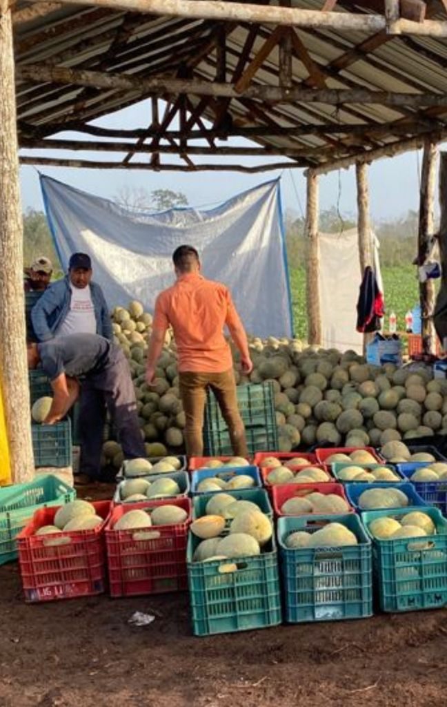 Cultivo de piña en Yucatán
