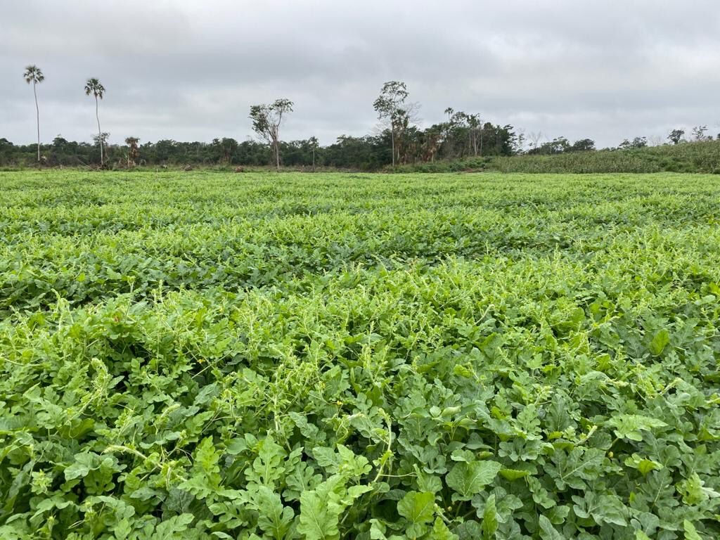 Cultivo extensivo de sandía